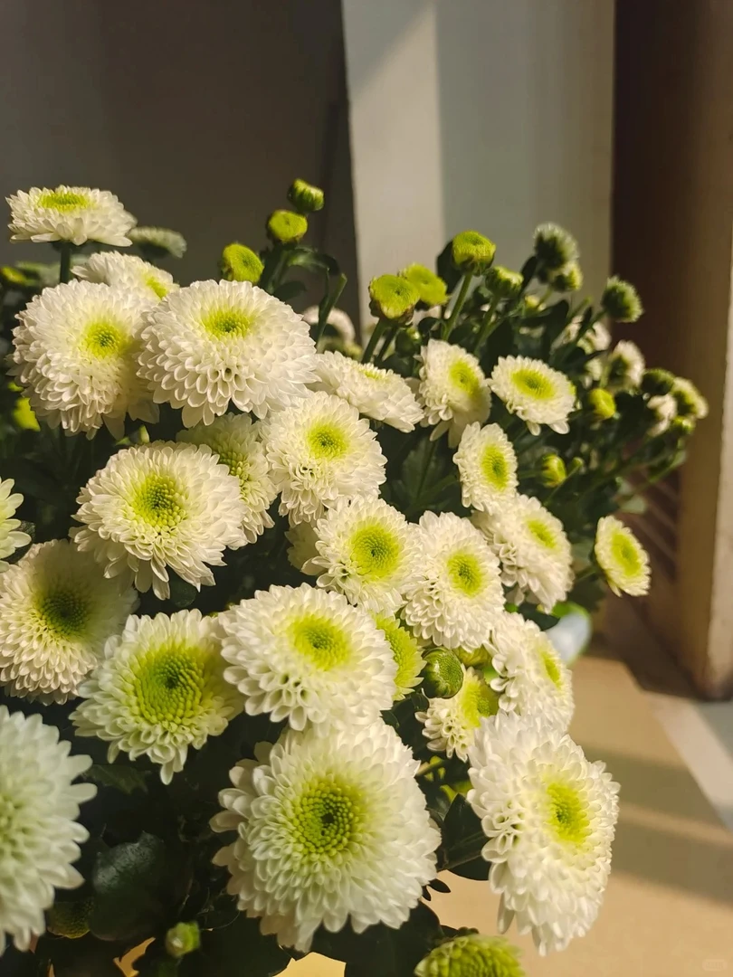 【科隆香水小菊】白绿色小菊1扎    含2只防损    鲜花任意两单包邮