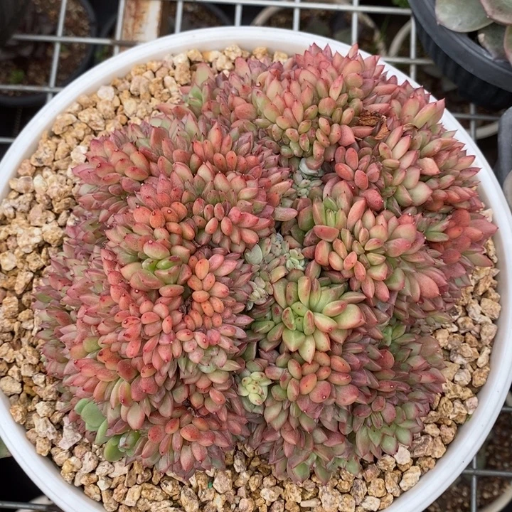 D277- 直播福利 国王缀化