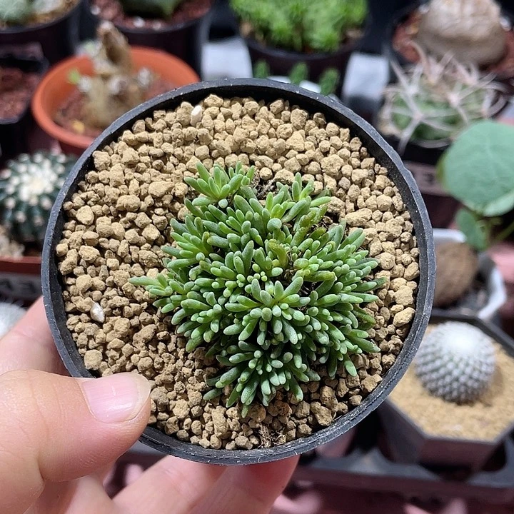 729锦珊瑚植物多头