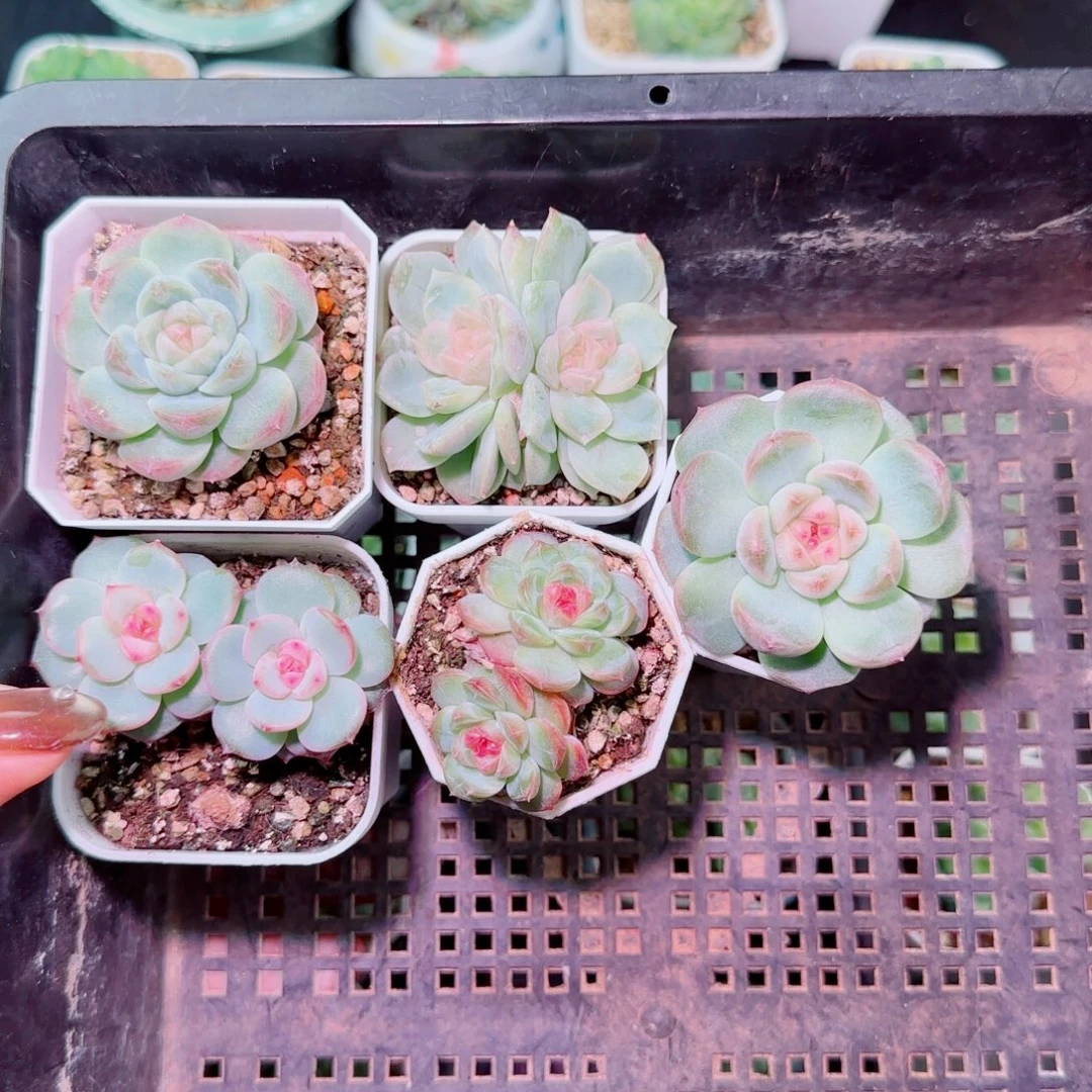 糖心甜心深夜福利
