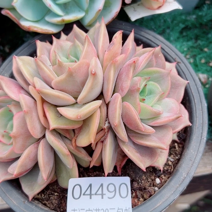 幸运的人是你啊你的