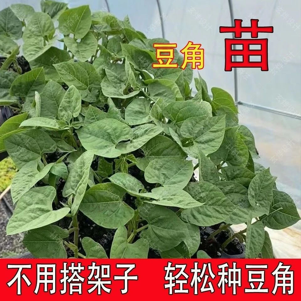 四季豆秧苗无筋豆苗扁豆长豆角苗扁豆缸豆苗地豆苗白芸豆苗蔬菜苗