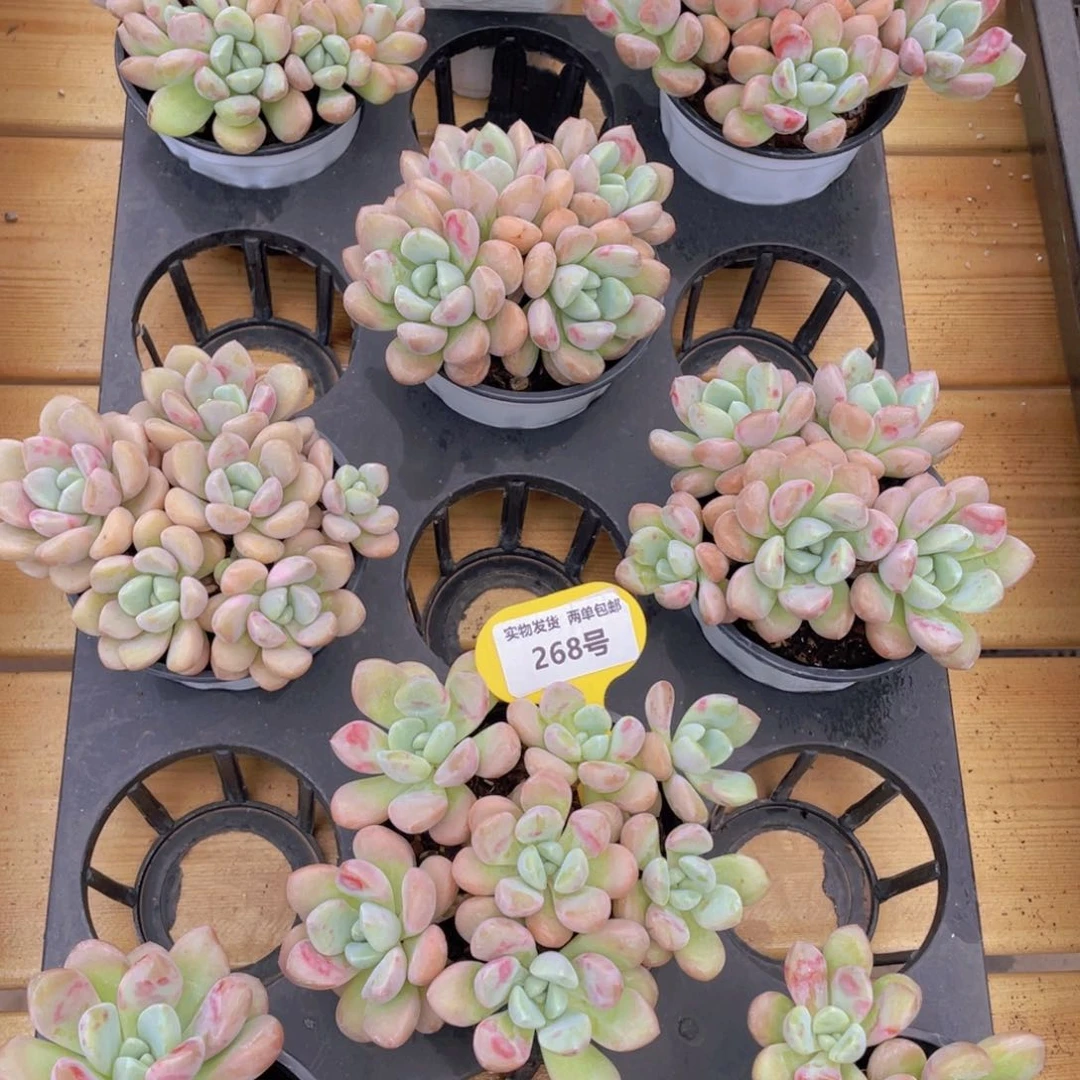 268号 白鹭花斑鹭大群生四头起一个