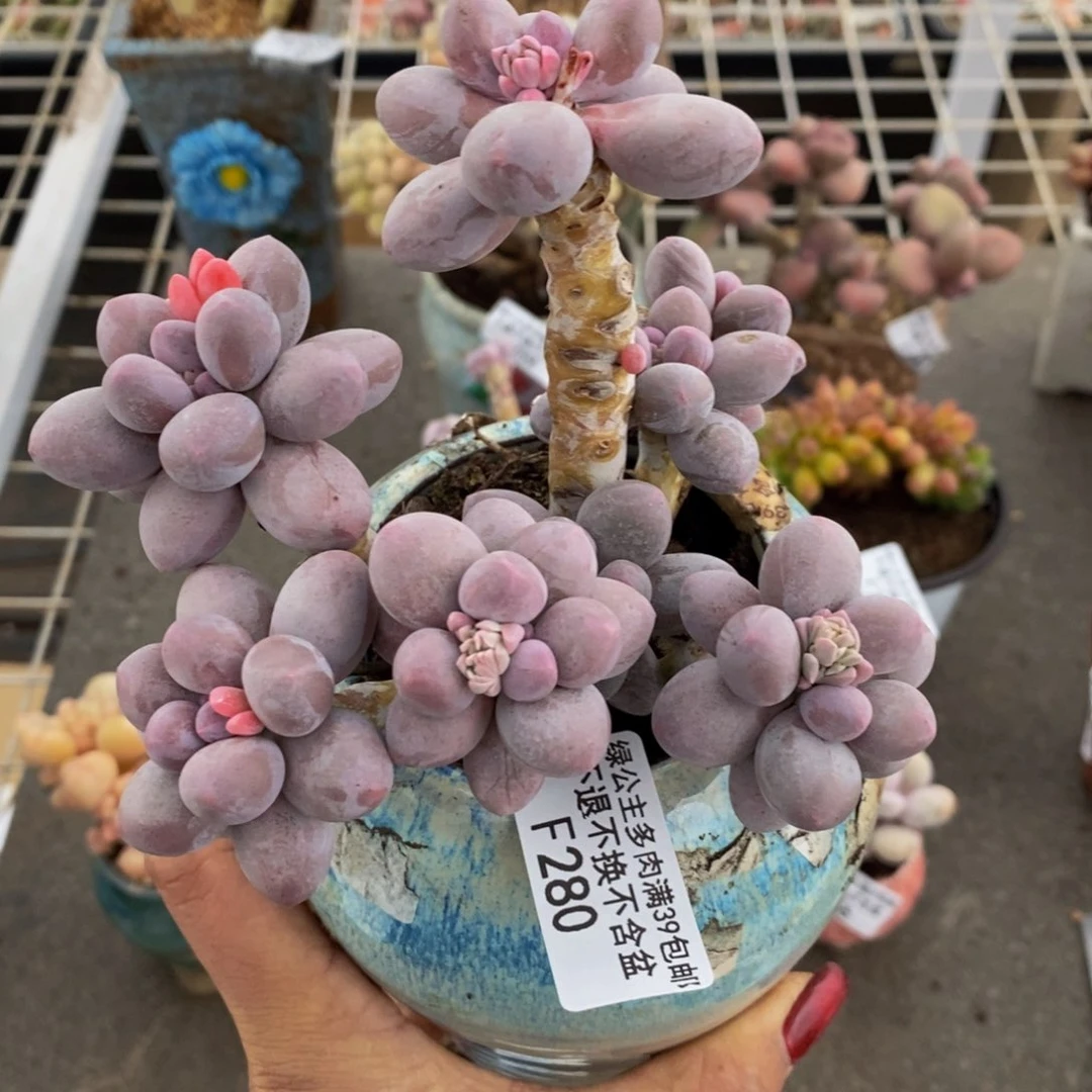 香水手指280/10c m