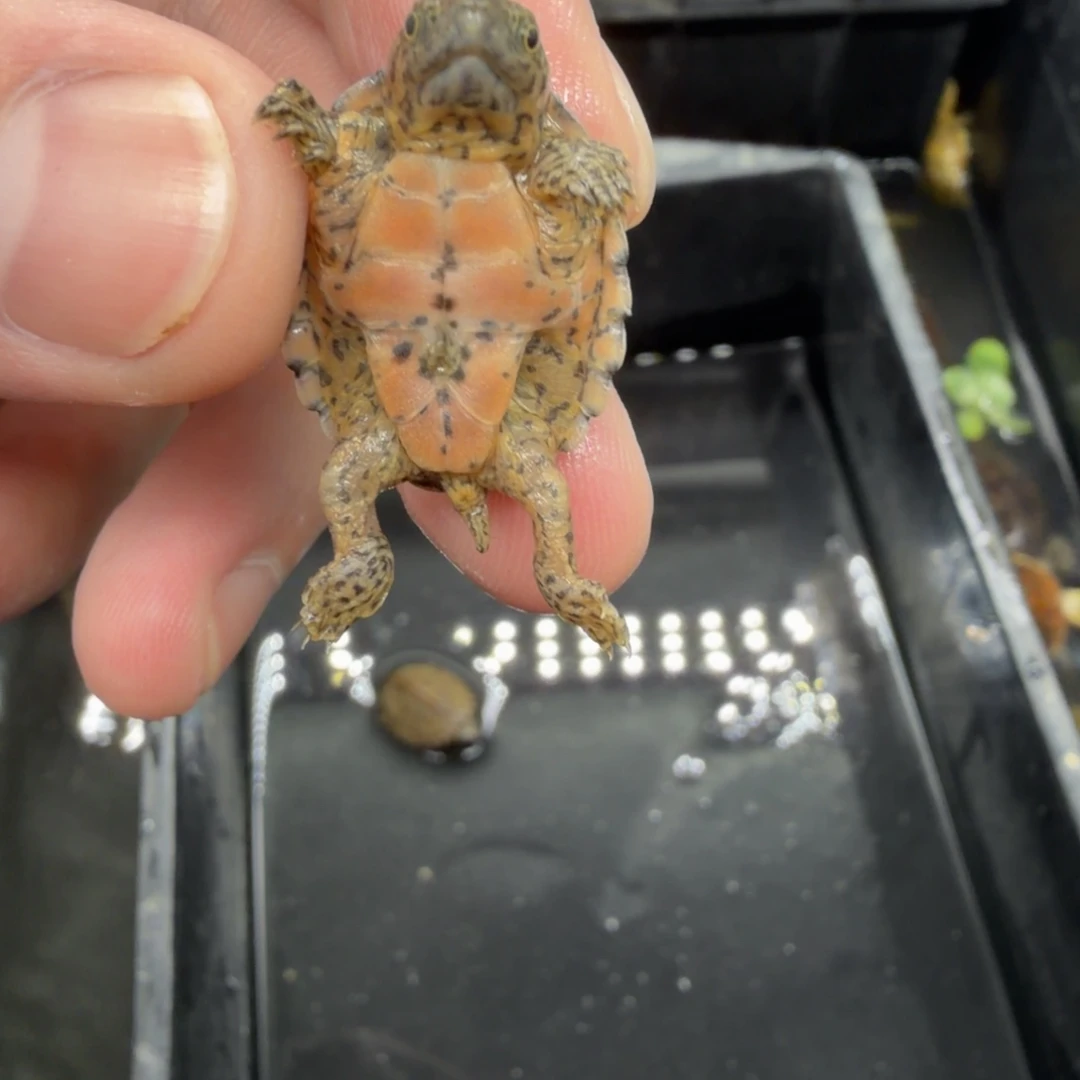 宠物龟不分公母巨刀