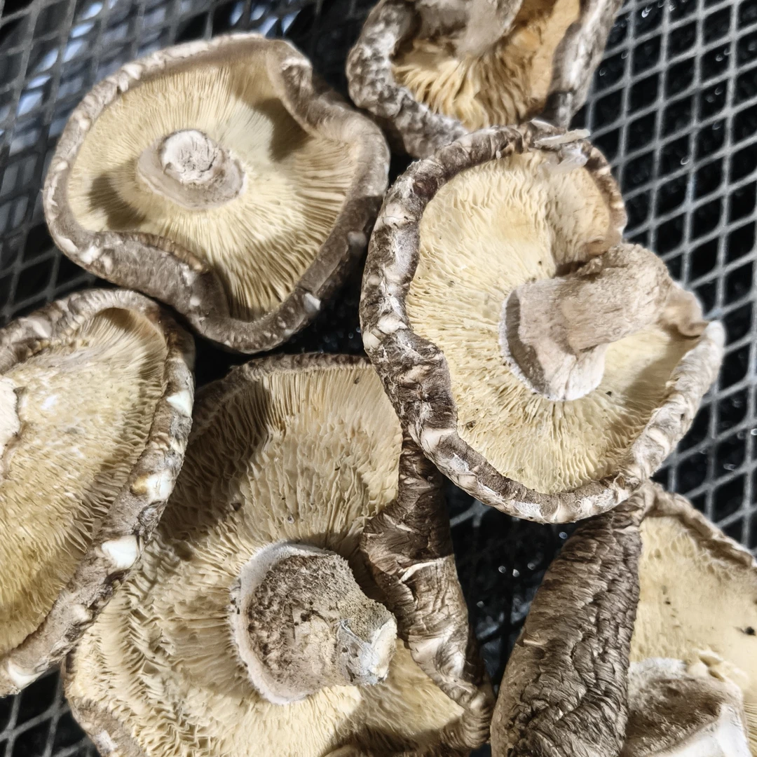 湖北随州特产香菇大片香菇适用于餐饮美食行业