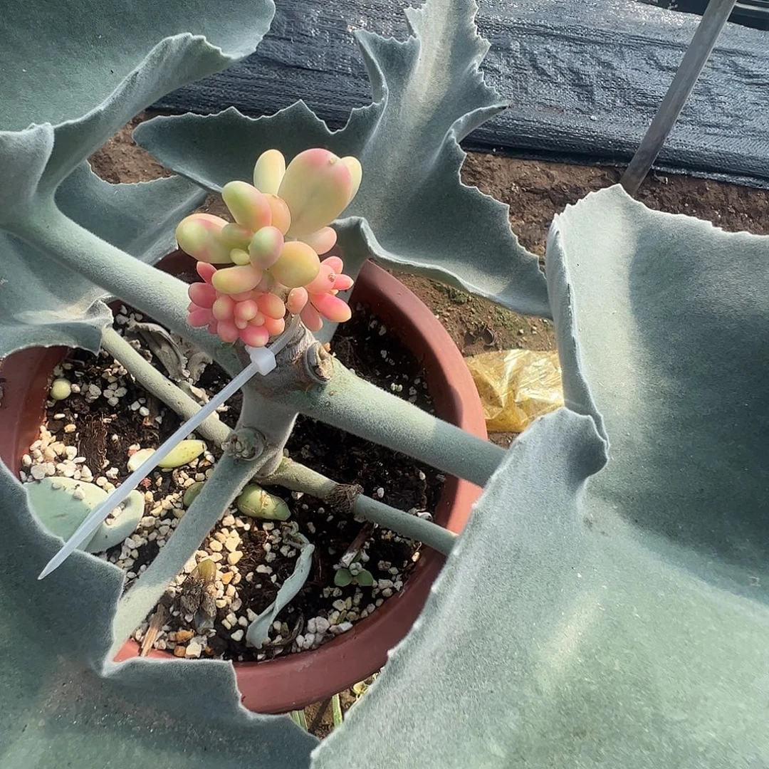 丫***丫多肉植物多肉植物