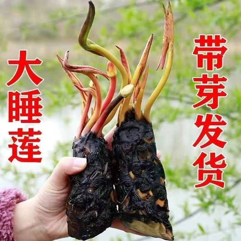 睡莲根块水生水培植物池塘水缸水养花卉