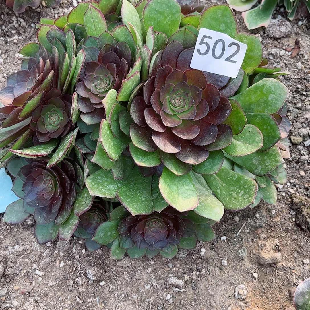 多肉植物红魔502