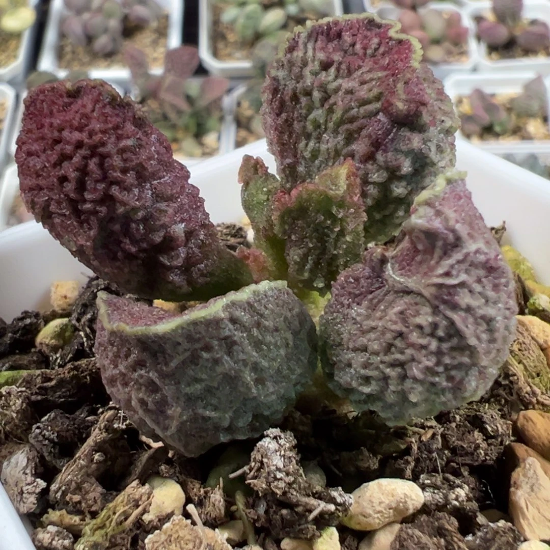 实生新品多头纯木质桩多肉植物