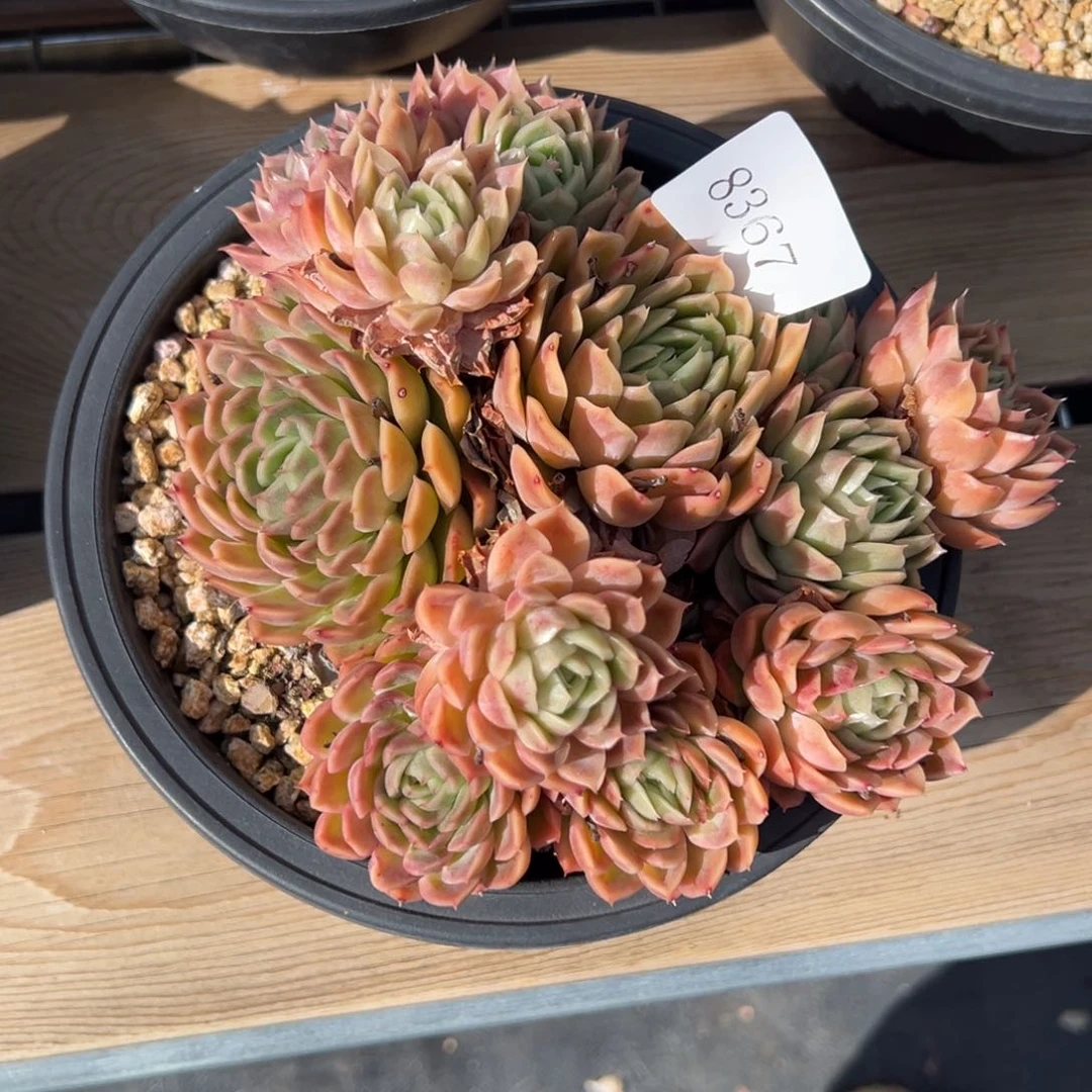 朱*8367多肉多多多多多多