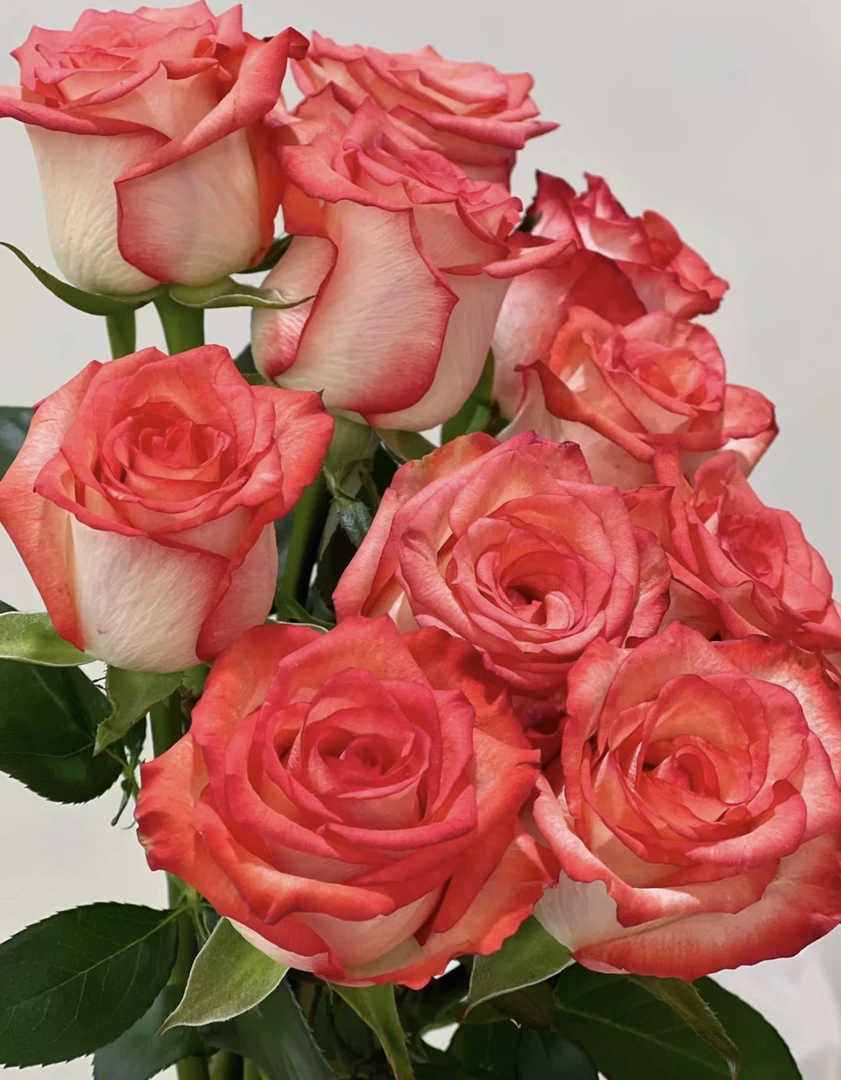 【切花胭脂扣/雅西卡】 新品扦插肯尼亚切花抗病耐开耐热灌木