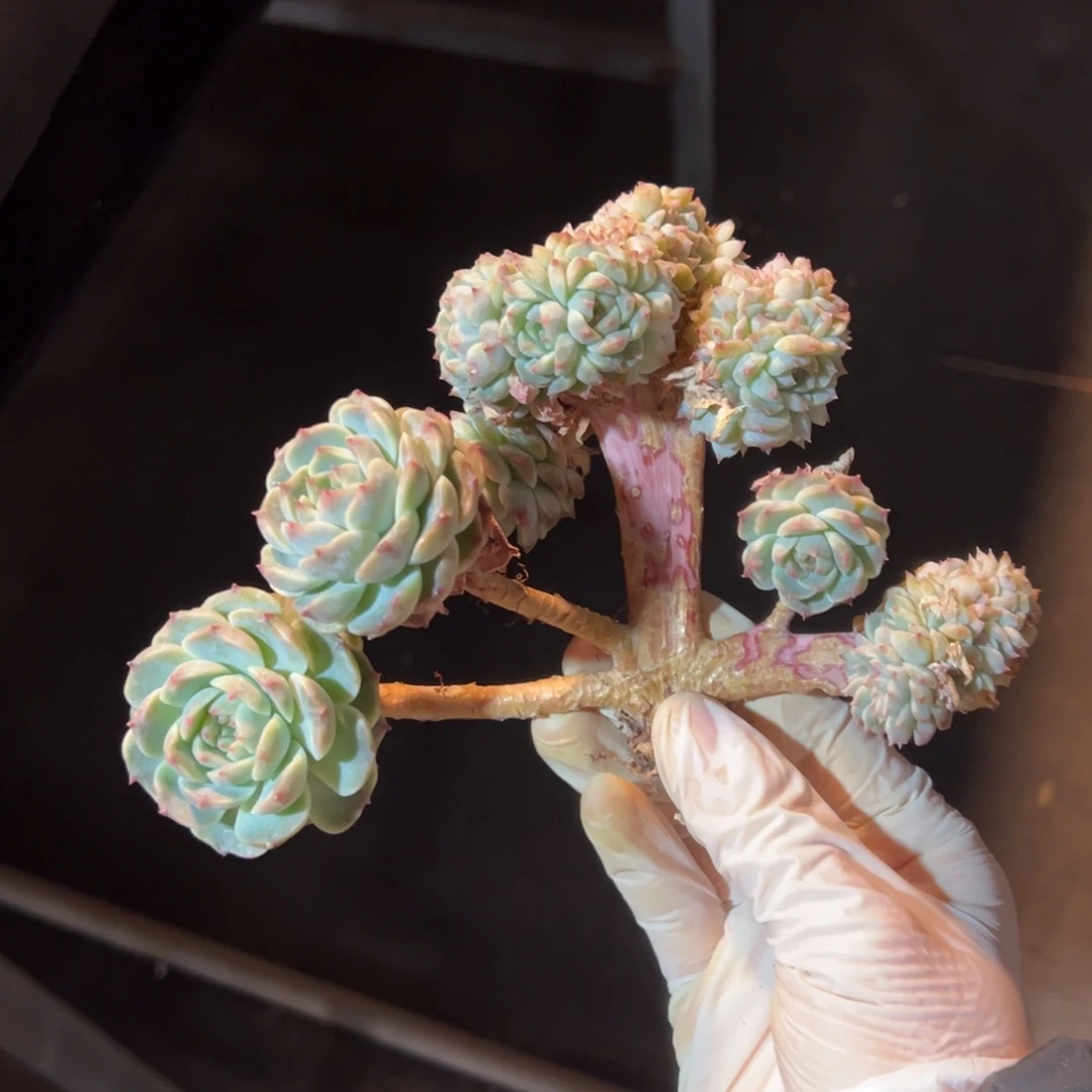 莲*新年快乐 新年快乐 新年快乐 新年快乐