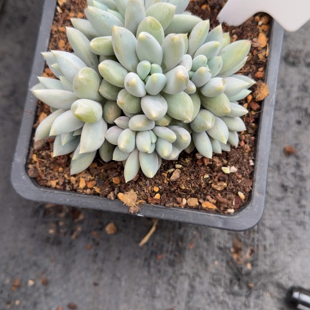 一物一拍黄胖体哥特08