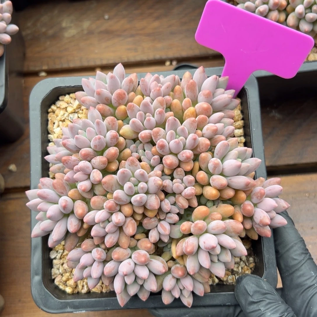 星黛露111111111111111