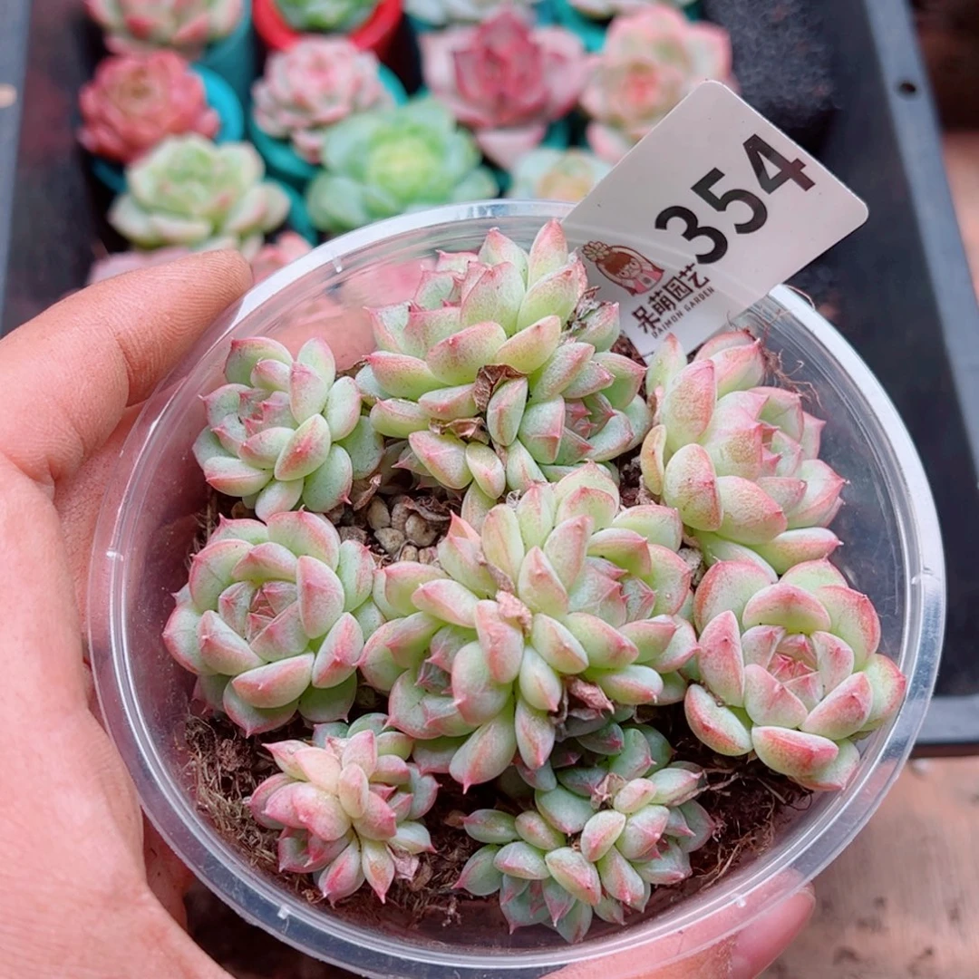 多肉植物多肉植物