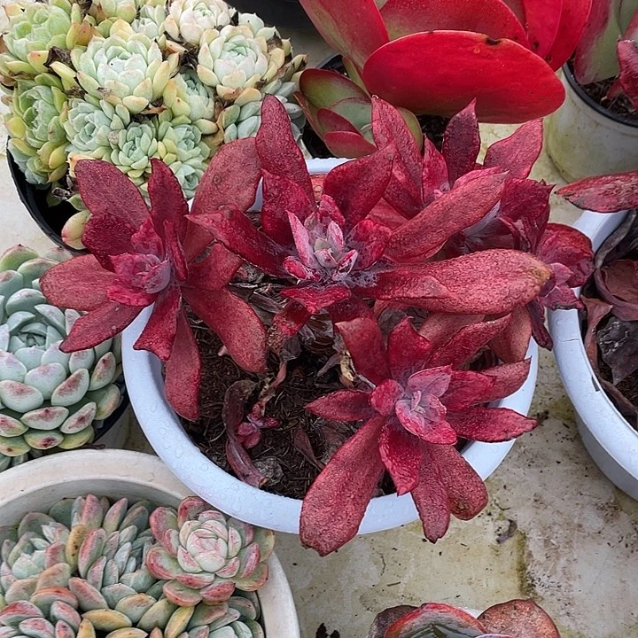 家***宝钻石锦多肉植物群生