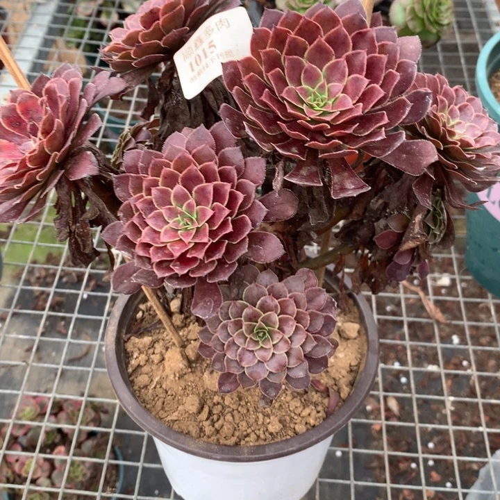 1015黑铜多肉植物特价