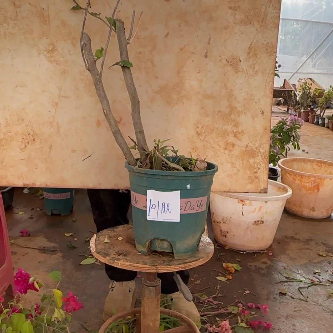 大部分花苞少量开放柠檬黄 101脱