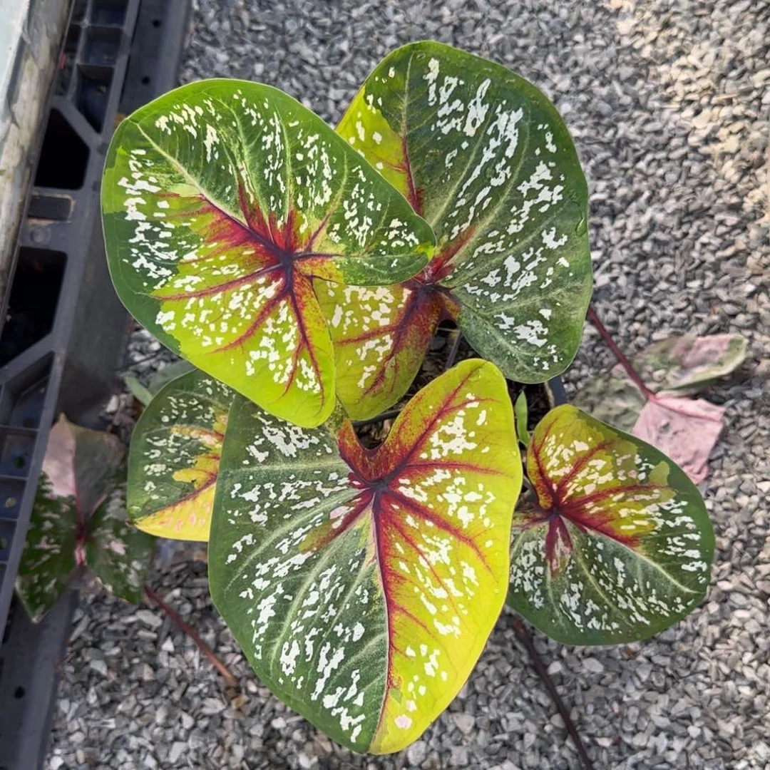 22-0924泰国发货野蜂飞舞