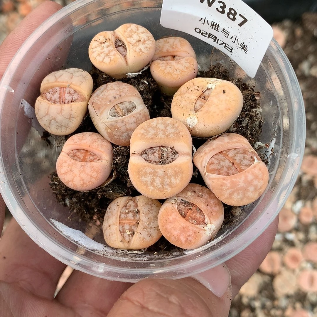 认****改W387多肉植物保护