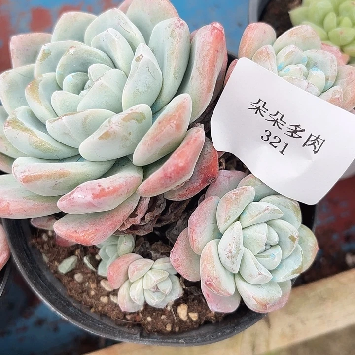 闪购321呀呀呀呀呀呀呀呀呀呀