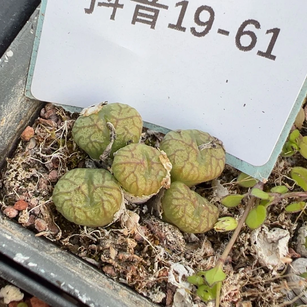 一***醉19-61肉锥多肉植物，