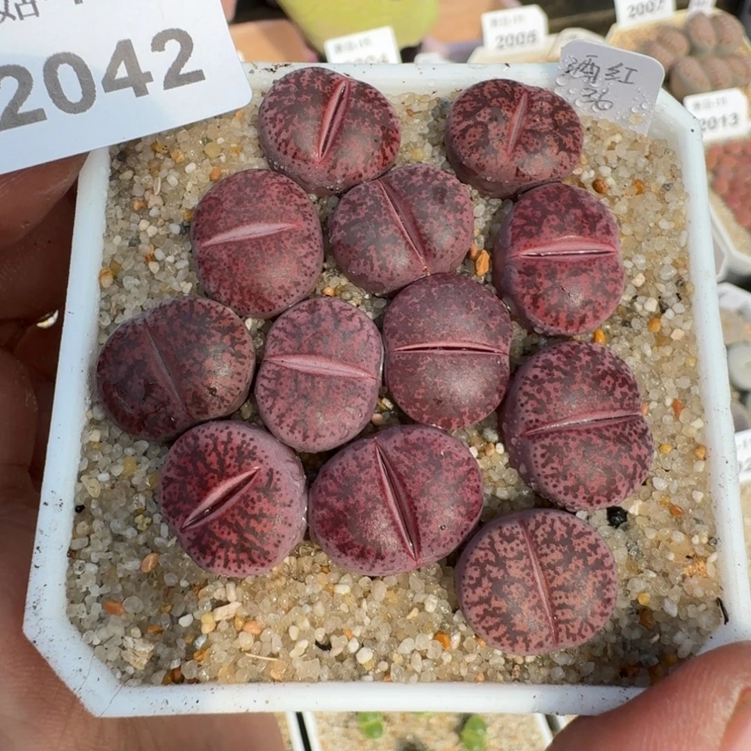 蘑菇蘑菇2042酒红紫薰