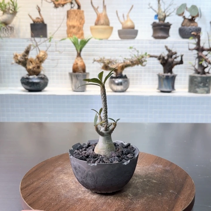 巨琉桑一物一拍含盆
