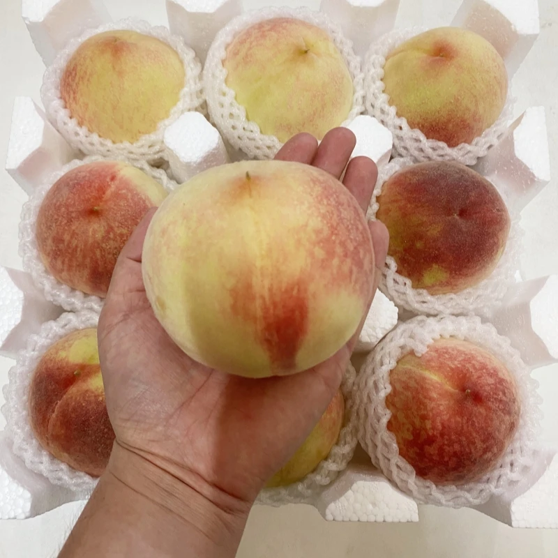 【礼盒装】正宗龙泉水蜜桃 9/12颗香甜多汁成都龙泉发空运发货