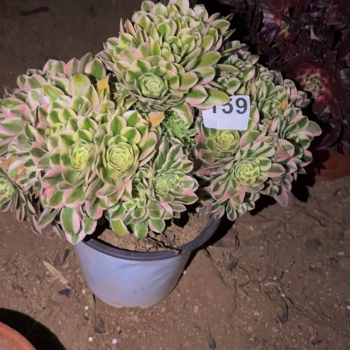 139迈巴赫多肉植物