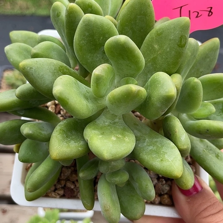 芒果美人多肉植物128