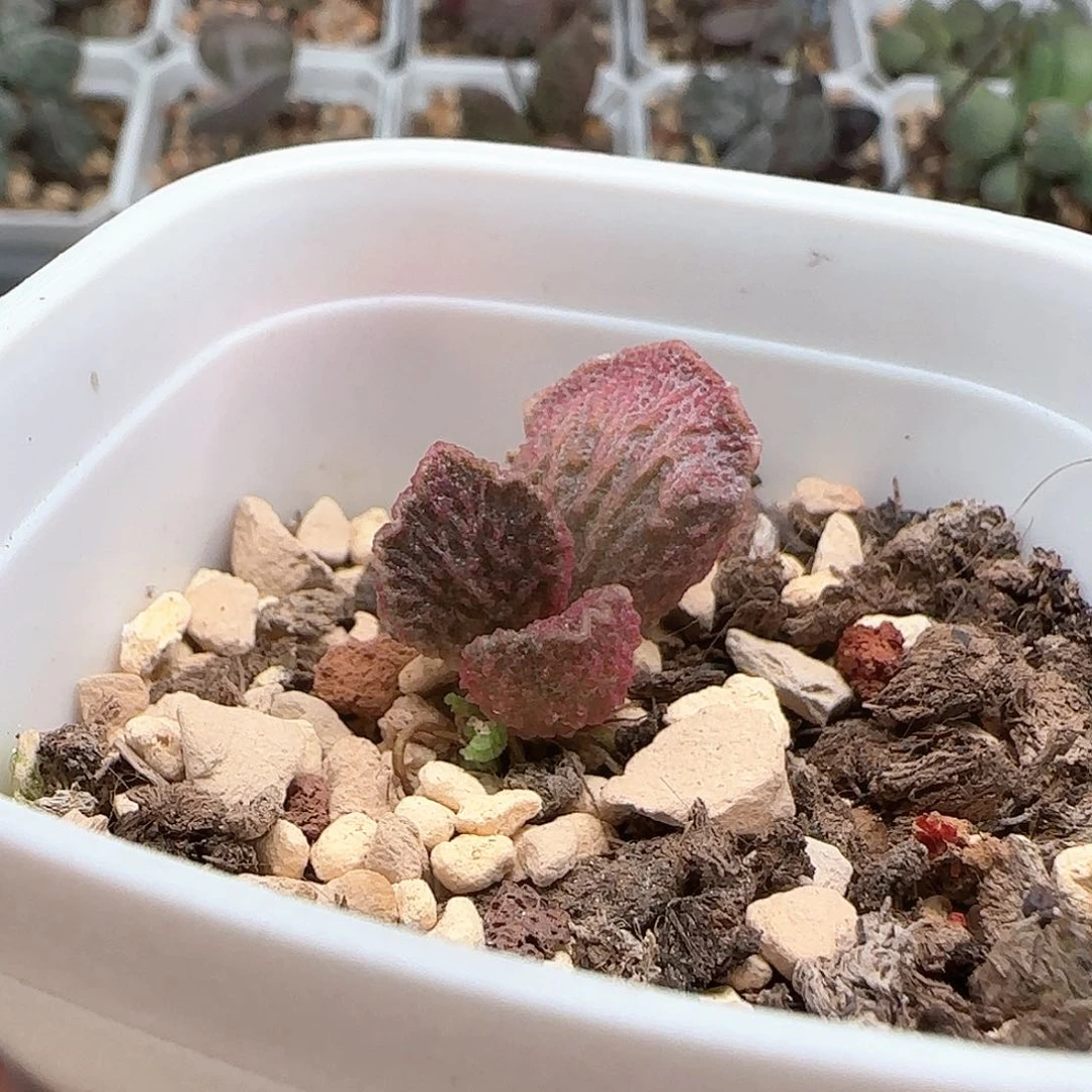 大鱼海棠水泡多肉植物