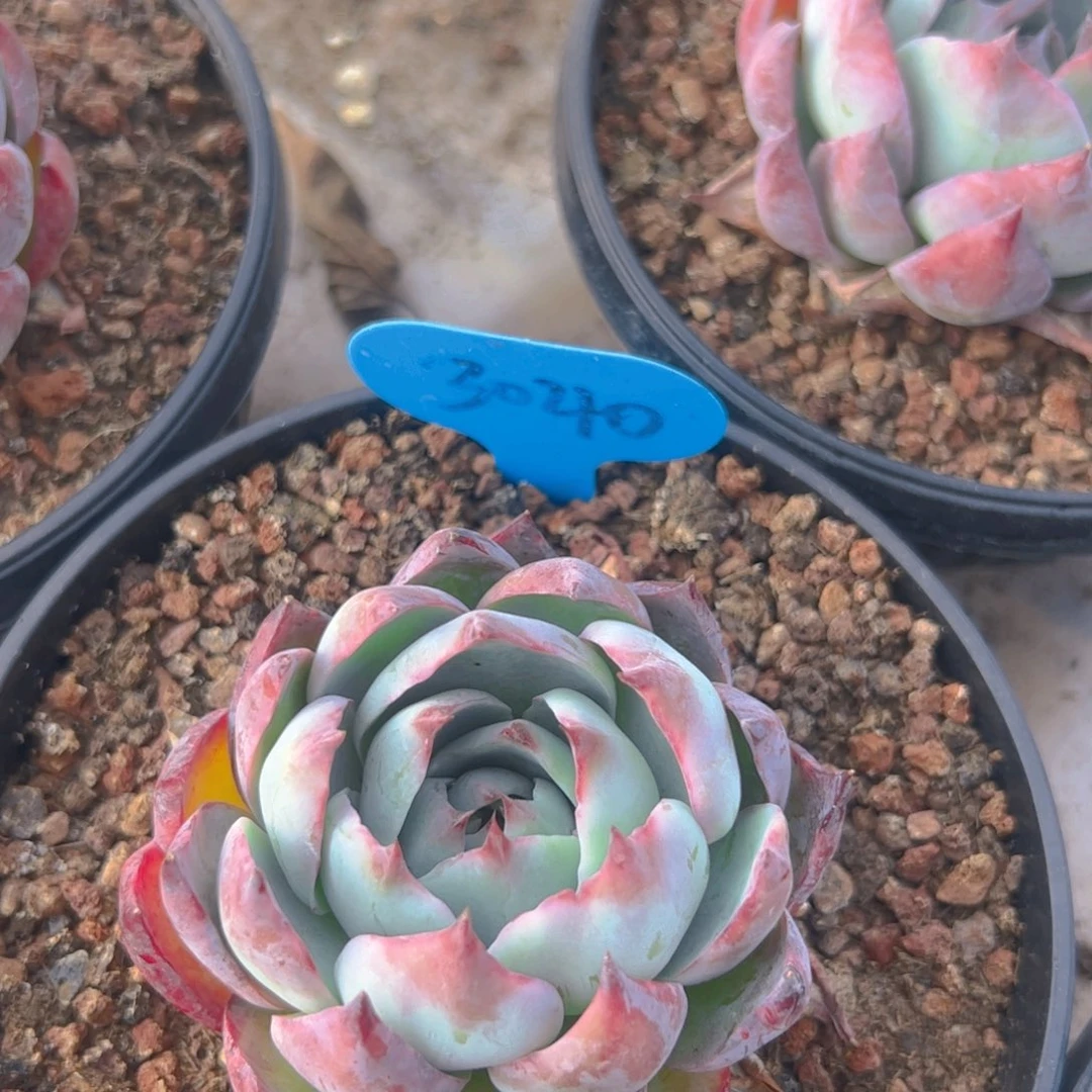 惊鸿仙子福利3040号