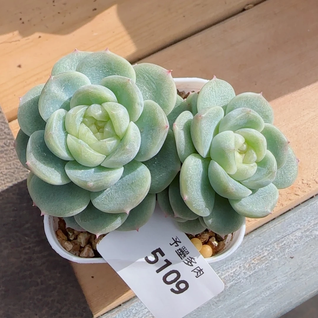 财富密码200，5109多肉植物