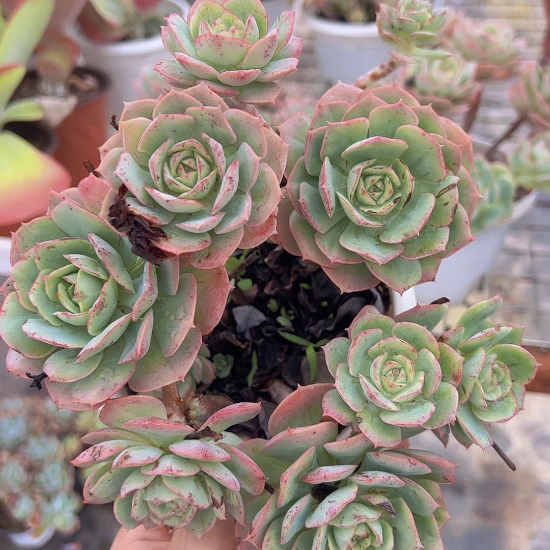 克罗地亚整装大盆老桩贵货