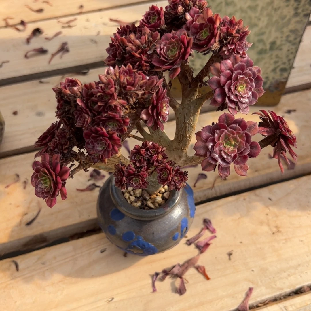 祝融老庄缀化朵朵带盆