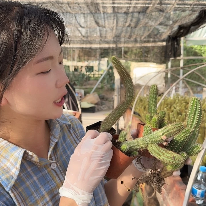 火焰/星芒/宝石/四颗（掉头掉崽不售后）