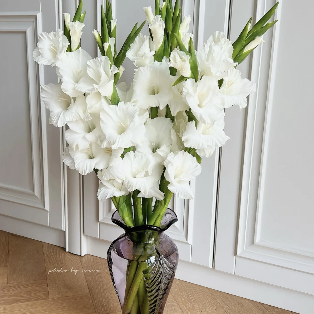 两件包邮！白色剑兰1把(20%以内不售后)