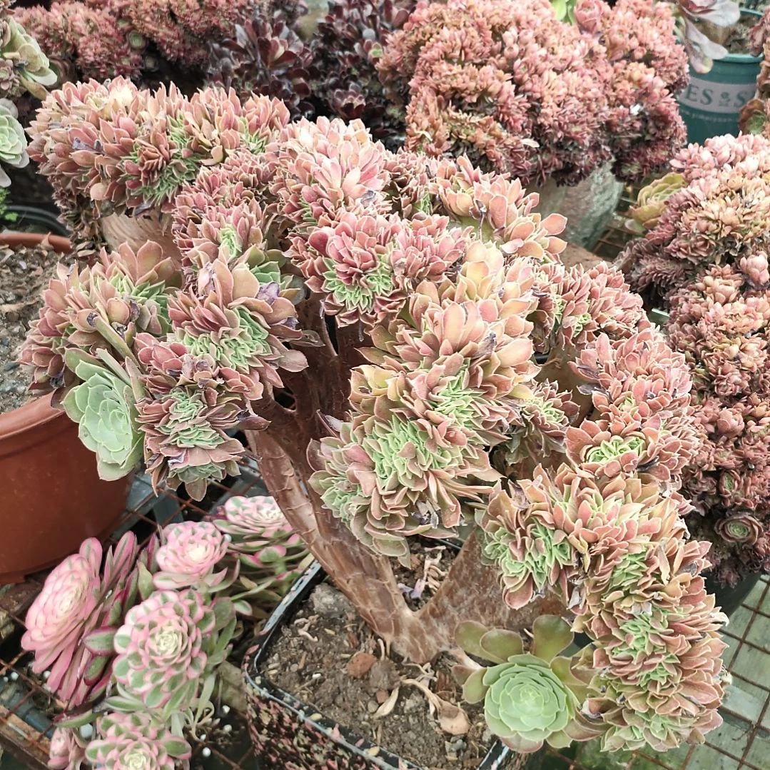 多肉法师锦玫瑰缀化