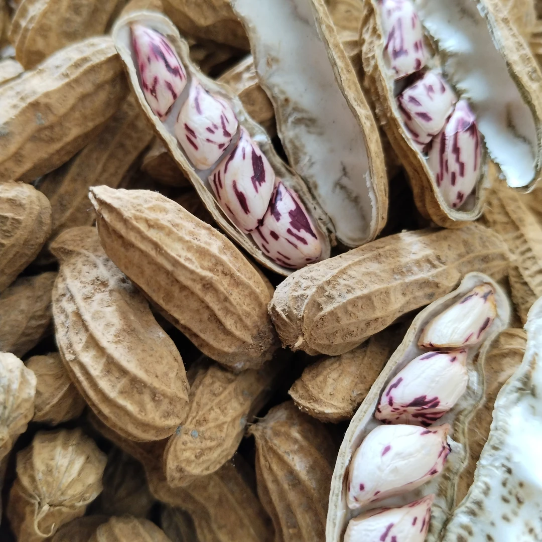 【新鲜七彩牛奶鲜花生】云南七彩水果花生湿花生带壳花生豹纹花生