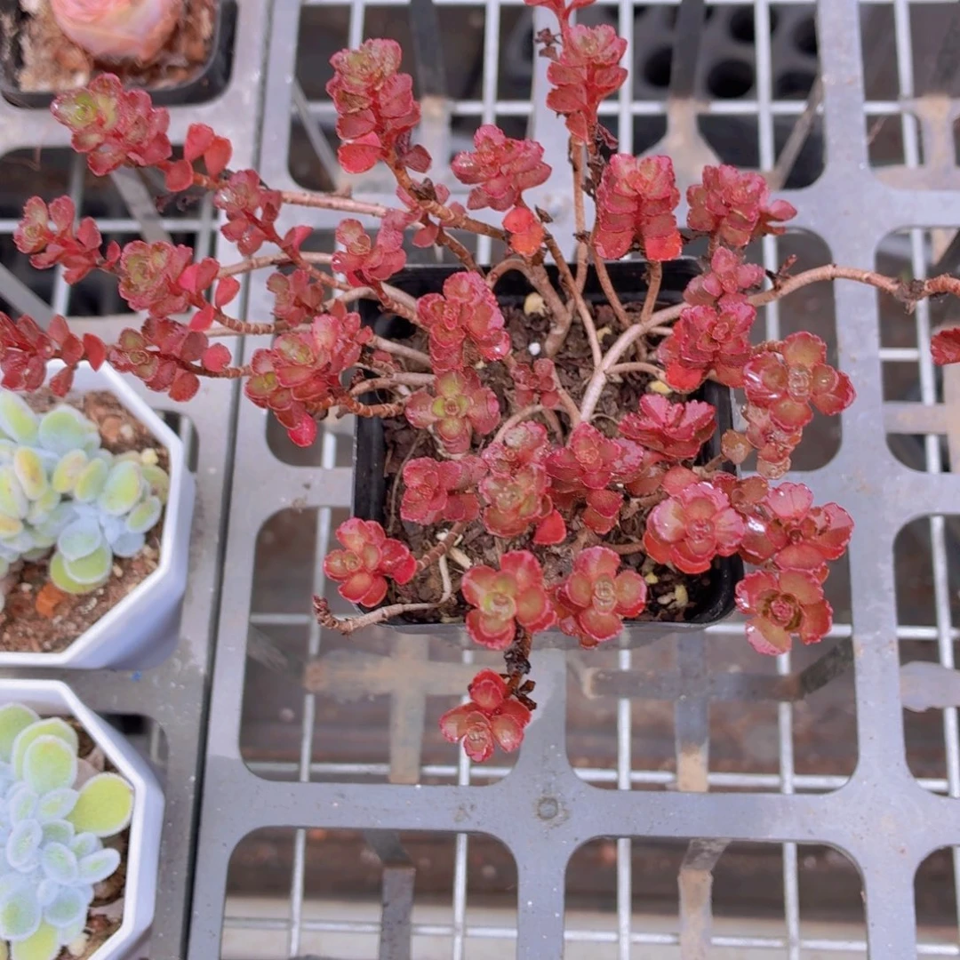 小球玫瑰多肉9.9包邮发货