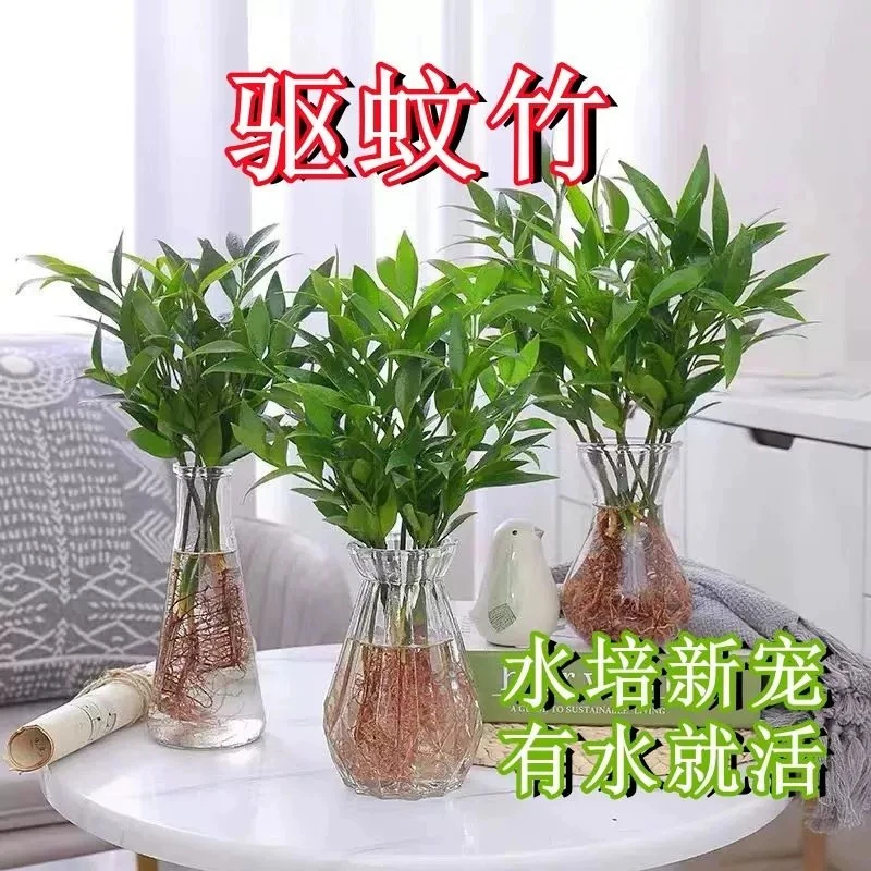 水培驱蚊竹柏植物盆栽绿植室内花卉桌面客厅办公桌好养四季常青