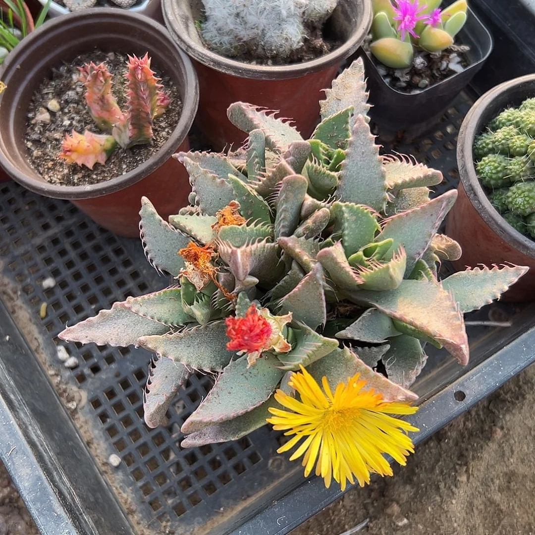 多肉植物怒涛开花