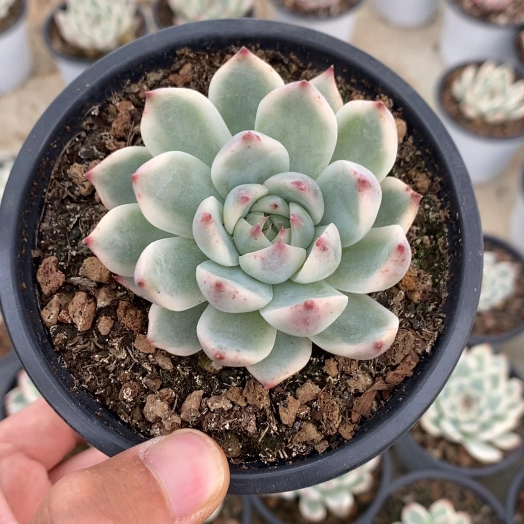 吉娃娃锦多肉植物9714