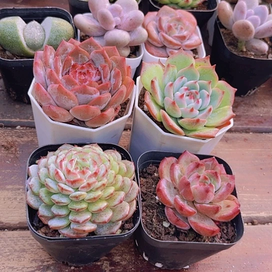 糖心➕白胖子➕夜魔侠➕吉娃娃