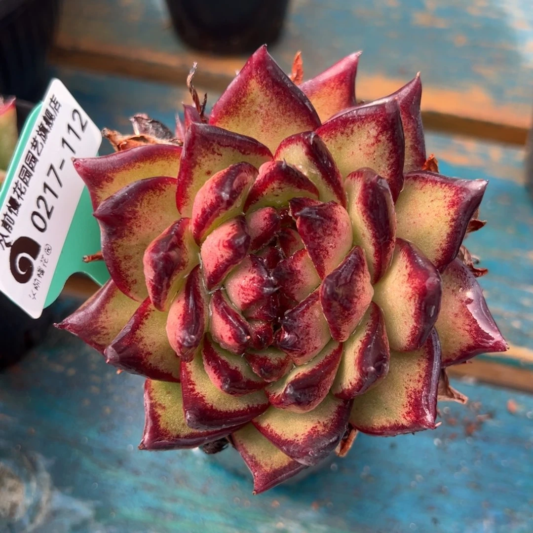 从前前慢多肉精选编号0217.112