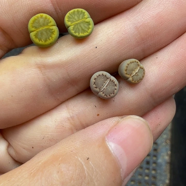 ****️多肉植物的生长发育231