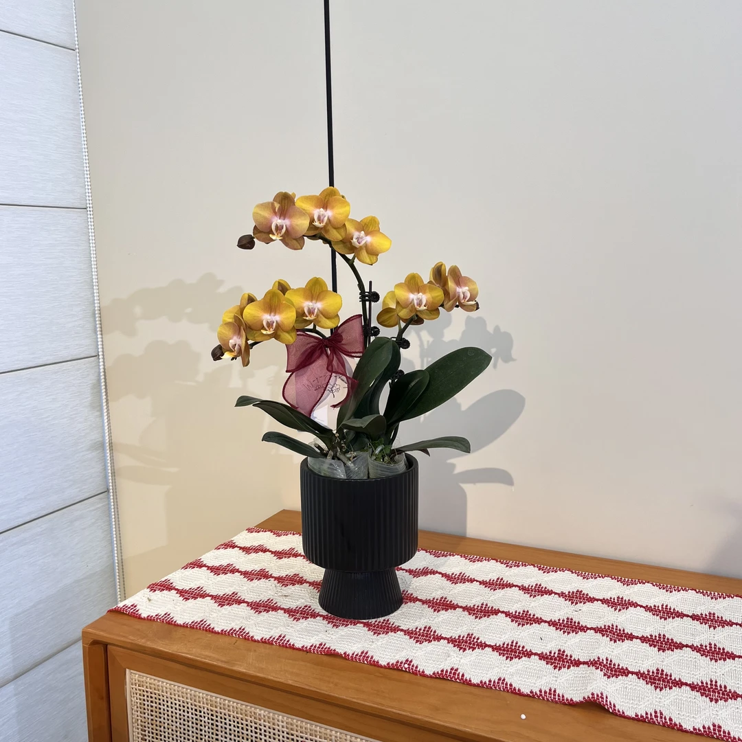 【拉斯维加斯】 欧品蝴蝶兰种植绿植花卉植株高端摆件稀有色实物