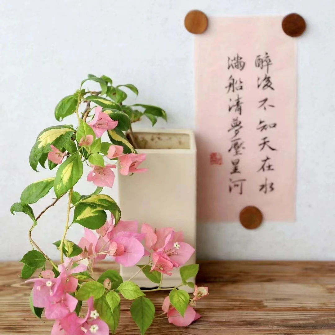 【橙白】三角梅花卉勤花四季开花基地直发